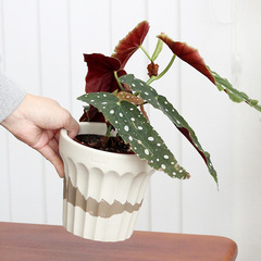 韓式創意ins桌面陶瓷花盆蘭花網紅秋海棠套盆透氣綠植盆栽盆器