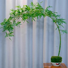 室内好养茶室桌面绿植盆栽高杆红庭院造景四季飘枝观音竹原基地盆