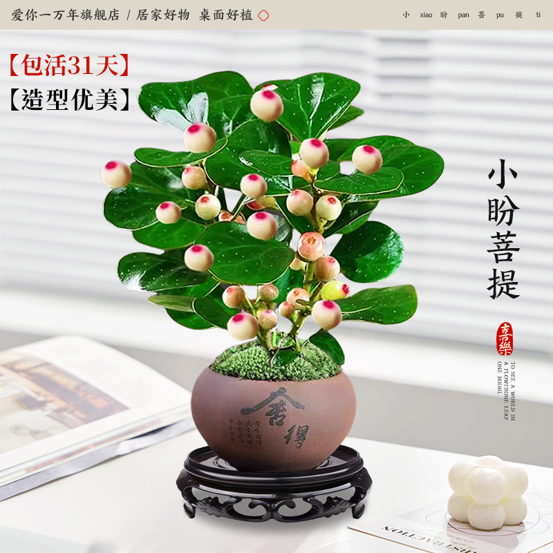 샤오판보디 + 쉐데 분지 + 원형 베이스 (포장석 + 영양액 포함)