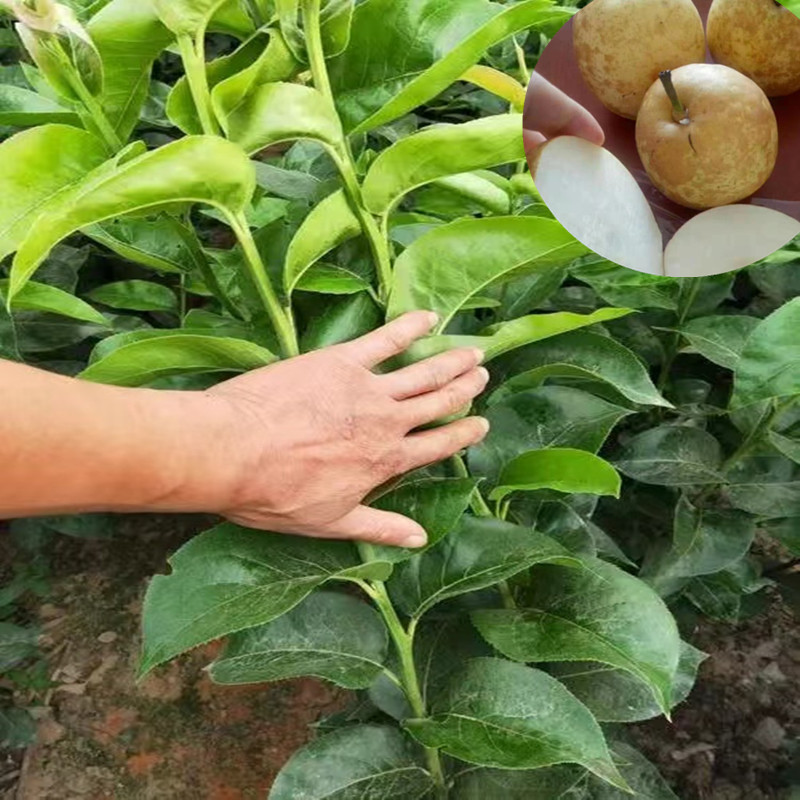 江西果树苗梨树苗批发 嫁接脆冠梨果苗木南方新品种果树苗木批发
