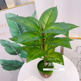 仿真植物 绿植盆栽 植物墙配材装饰 仿真叶子过胶绿萝鸡心叶万年