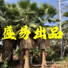 福建老人葵供应 2-10米华棕价格 华盛顿棕榈基地 老人葵树批发
