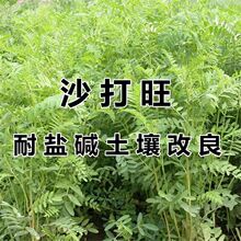ɳ�����N�Ӷ����������ļ����@�G�ʷ�ɳ�����o���ͺ����}�|�ز���