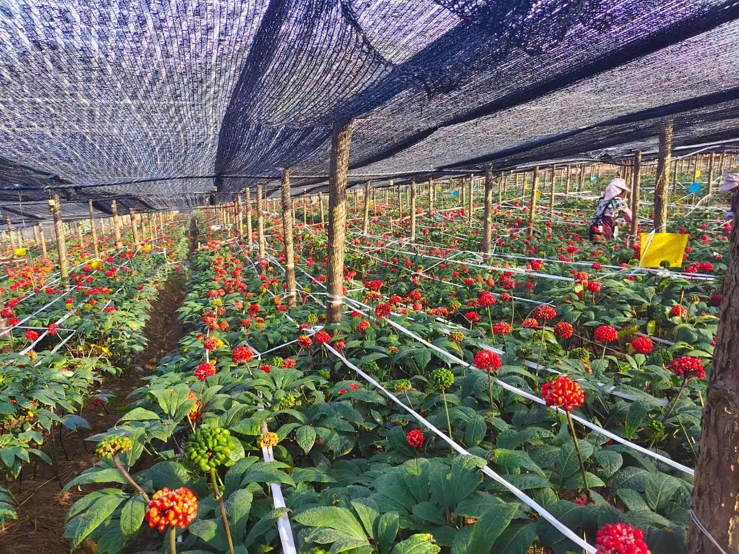 mmexport1703721116750