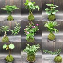 苔藓球水培植物假山吸水石鱼缸造景盆景蕨类文竹菖蒲室内好养盆栽