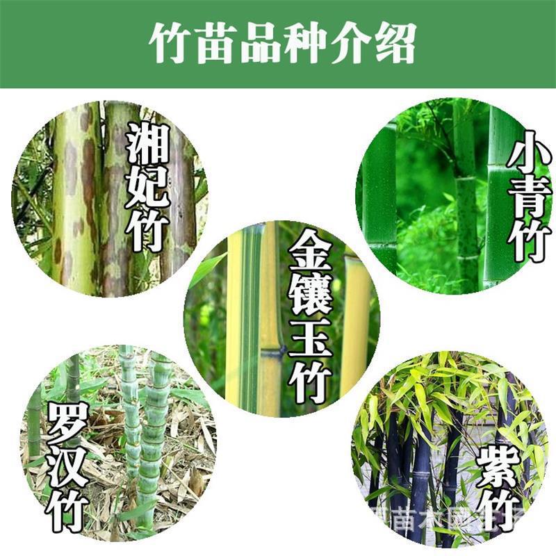 基地青竹四季竹 金镶玉紫竹刚竹 棵棵精挑细选 长期供应-阿里巴巴