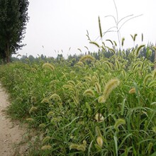 ��β�ݷN�ӹ�β�Ͳ���β�ݲ��ь���ڼZ��G�������o�;G�ݷN