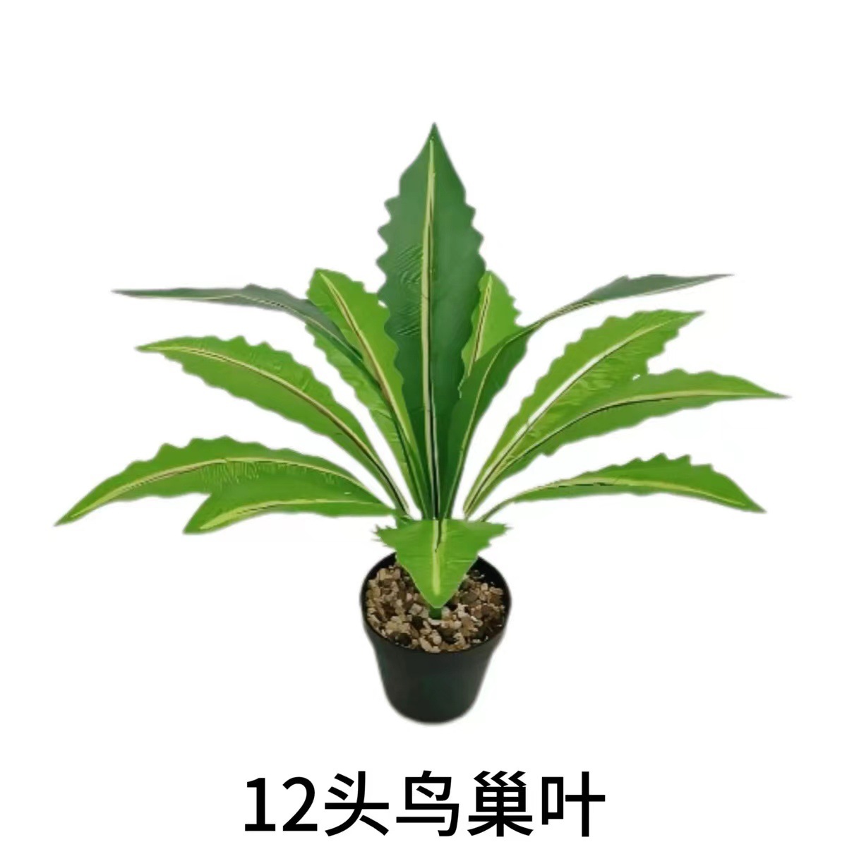 새둥지 잎 12개(화분은 포함되지 않음)