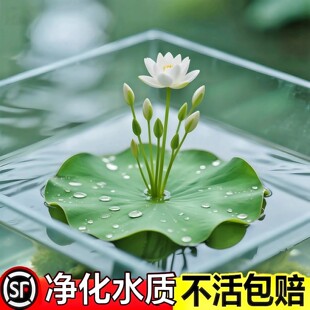 һ�~ɏ�o��ˮ��ˮ��ֲ��ˮ��ˮ�B�~�����ɏ����ɏ��ˮ�B����ˮ��