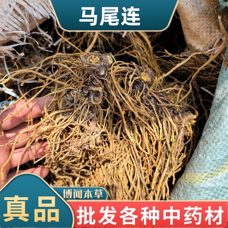 马尾连中药材 马尾黄连 马尾莲草 黄连金丝马尾莲 唐松草冷背药材