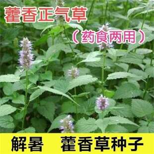藿香种子霍香正气香草种子 五香十香大茴鱼香草 阳台盆栽蔬菜种-阿里巴巴