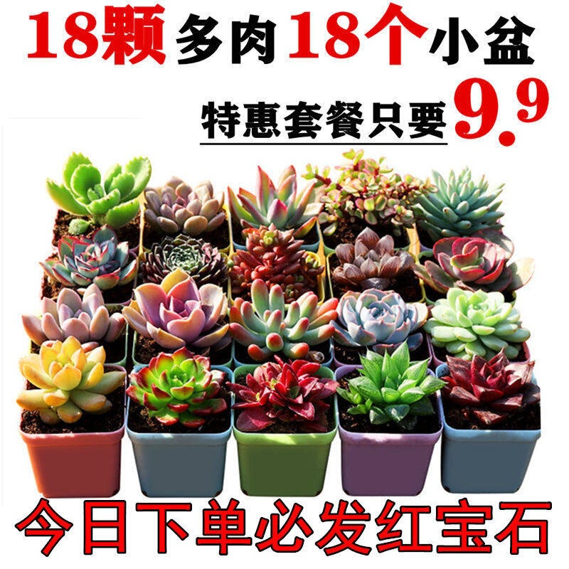 3-20 Premium Succulent Plants, Non-Repeating Variety, Includes Potting Soil, Beginner's Package, Radiation-Resistant Green Plants and Flowers 3-20 Premium Succulent Plants, Non-Repeating Variety, Includes Potting Soil, Beginner's Package, Radiation-Resistant Green Plants and Flowers