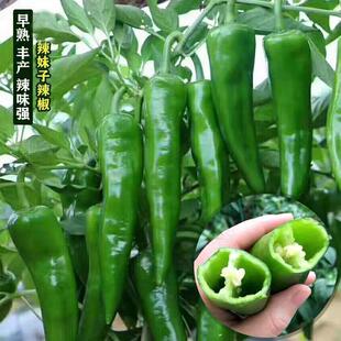 Extra Large Horn Pepper Pepper Vegetable Seeds Collection Balcony Easy to Grow Four-Season Florals Pepper Seeds Potted Vegetable Seeds