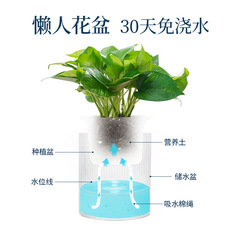 Lazy man's green radish automatically absorbs water and can store water. Wholesale transparent hydroponic plastic green basket potted plant special small