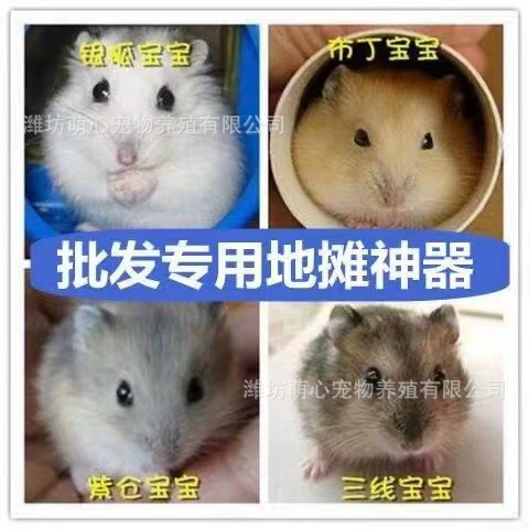 Оптовые клетки для хомяков с живыми трехцветными фиолетовыми хомяками, пухлыми серебристыми лисами, молочными чайными хомяками и золотыми лисами.