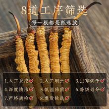 特价野生冬虫夏草虫草虫草王阿坝州滋补养生非那曲玉树野生虫草