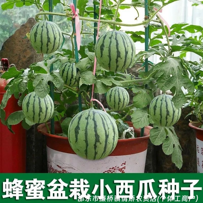 盆栽小西瓜早熟小西瓜种子四季种植阳台庭院盆栽薄皮高产西瓜种子
