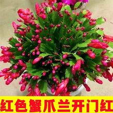 带花苞蟹爪兰多色重瓣大苗带盆开花吸甲醛净化空气室内花卉