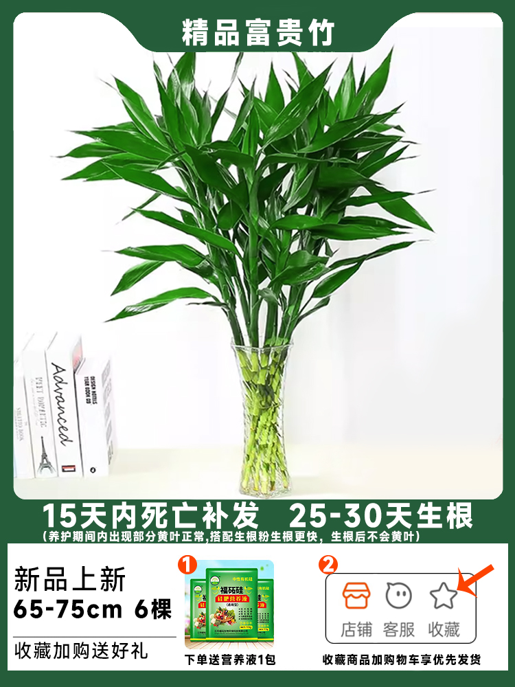 [심기 체험팩] 푸짐한 대나무 65~75cm 6그루, 무료 영양액