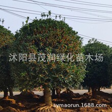 @ֹеļ𻨘𵤹ͥԺeGLԻ