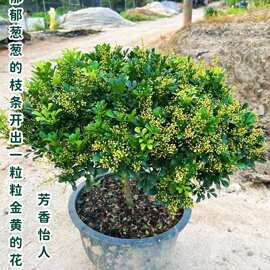 米兰花苗 浓香花卉植物 四季常青绿植 室内外好养活盆栽 驱蚊植物
