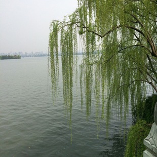 ����С���������֦�l�������������������S������z�������lֱ��