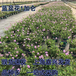 �{�軨��ɫ�{�軨�������ͺ��͟��޸�����ͥԺ���@�������ݻ�����