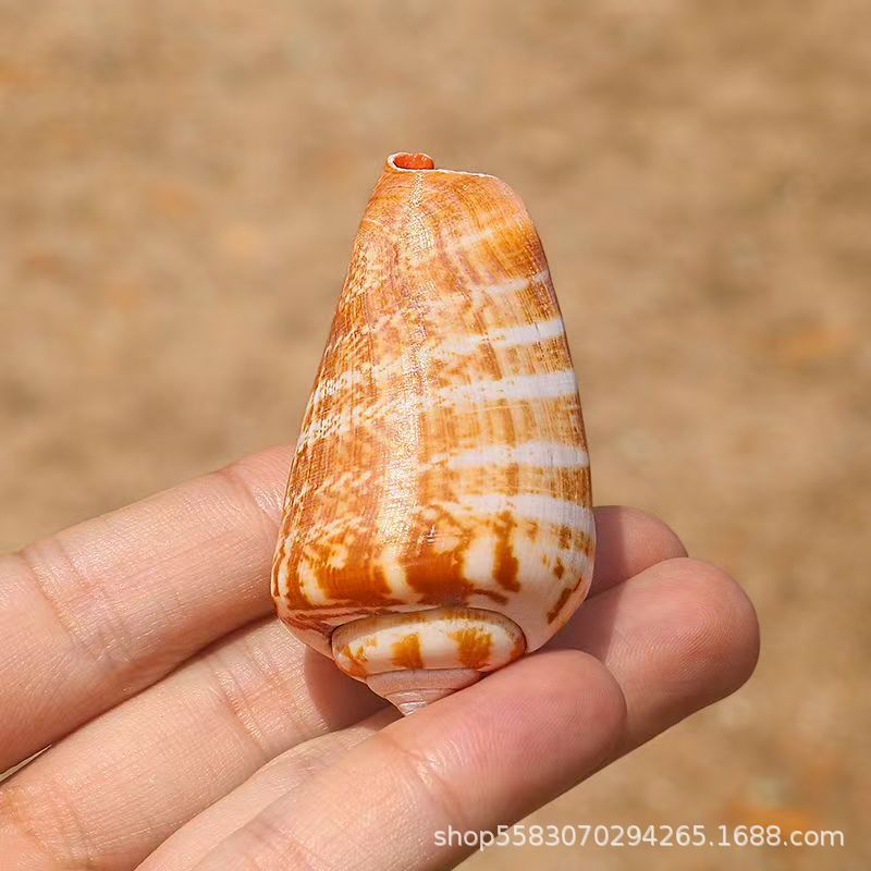 Conchas de caracoles naturales vendidas por kilogramo de cangrejos de estrellas de mar reemplazar conchas acuarios paisajísticos botellas a deriva materiales de pintura a mano