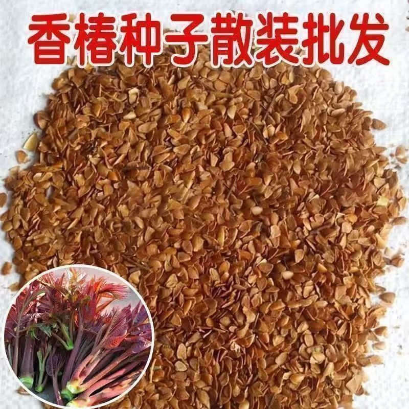 红油香椿矮化香椿种子春芽树苗可食用南北方种植盆栽地栽四季高产