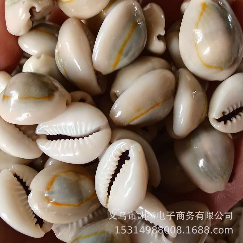 金貝 天然貝殻 手作りDIY素材 海の貝殻 浮き瓶 衣料品装飾品 貝殻水槽飾り|undefined