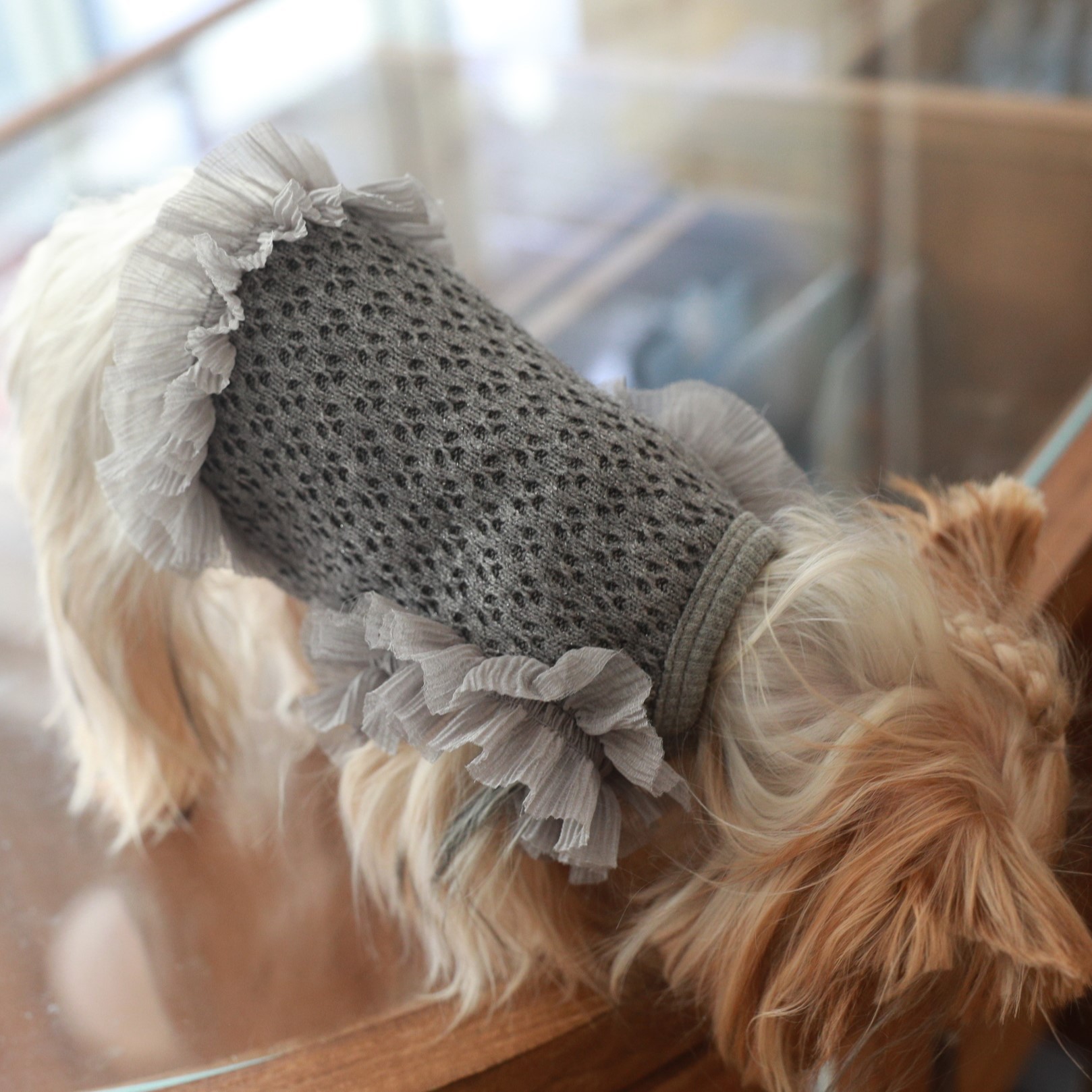 2026新しいライトグレー菌レースタンクトップ猫と犬ビションフリーゼヨークシャーペット服