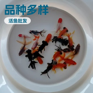 С���~����ˮ���̽�������Q피t���^��β��ˮ��ˮ�^�p�~���~���l