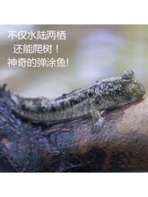 跳跳鱼宠物弹涂鱼红鳍淡水鱼观赏鱼海水鱼滩涂鱼萌宠易养易活包损
