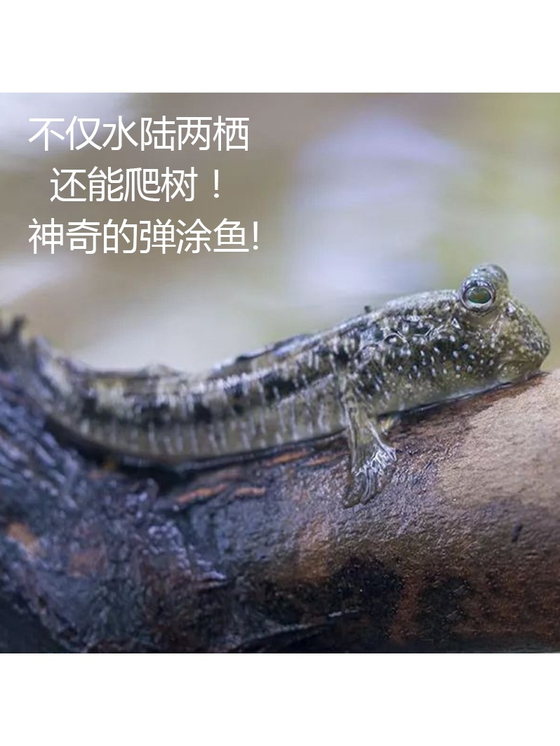 跳跳鱼宠物弹涂鱼红鳍淡水鱼观赏鱼海水鱼滩涂鱼萌宠易养易活包损