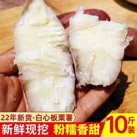山东老品种番薯板栗红薯红皮白心红薯干面甜新鲜白瓤地瓜白薯5斤