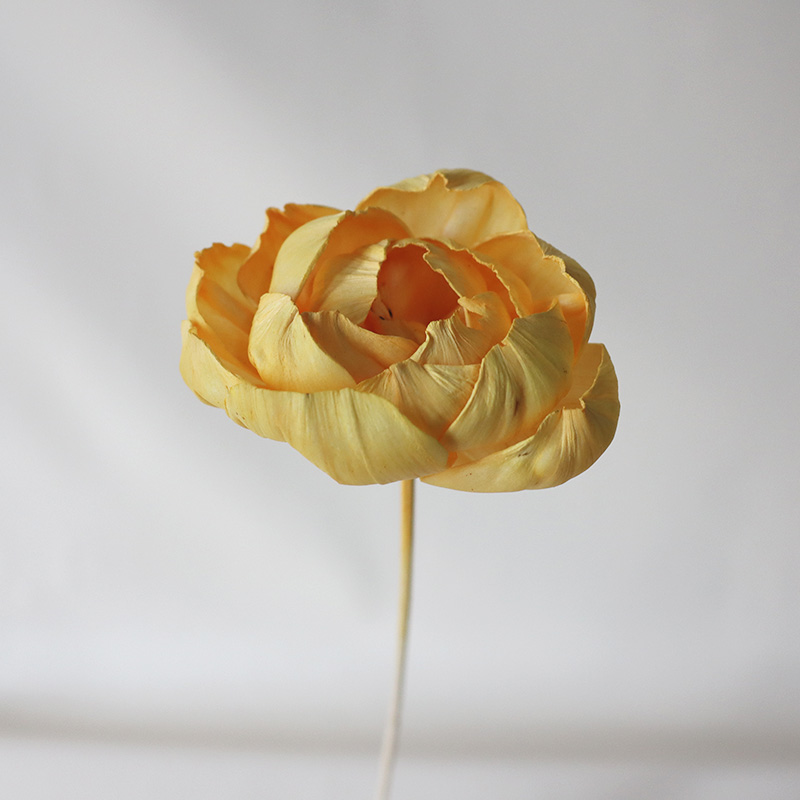 Una flor de peonía amarilla