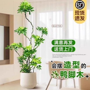 �������_ľ�͏d�������҃����ʽ����ľ�Z�Ʋ��ļ�������;Gֲ��