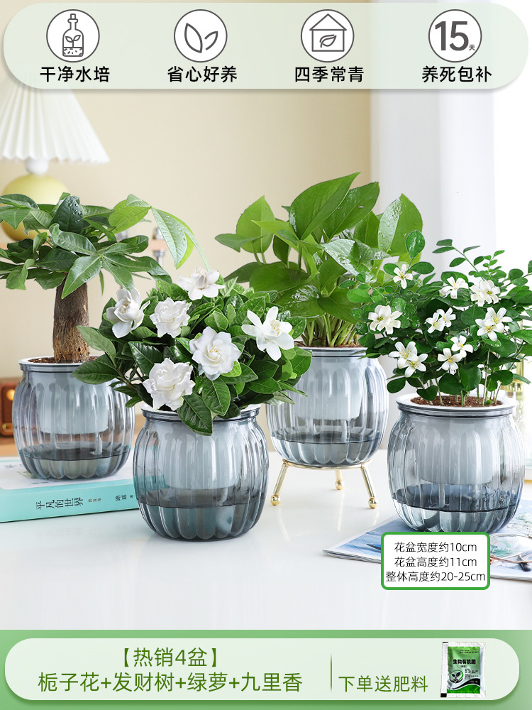 [베스트셀러 4화분] 치자나무 + 돈나무 + 청무 + 구리향