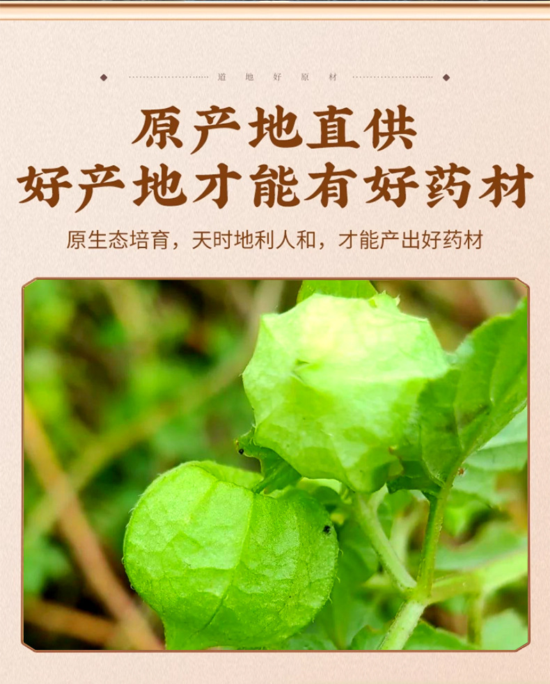 Lantern Grass 500g Jin Deng Long Physalis Dried Herb for Traditional Herbal Tea and Decoction key features