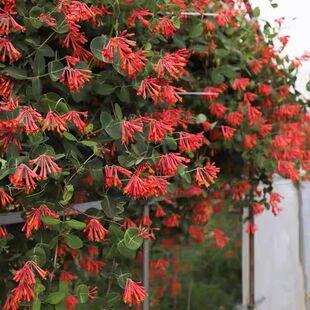 һ�����l���y�������pɫ��ʳ���^�p����ͥԺ��Ԯ��������ֲ���Ϙ�