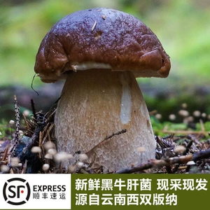 Юньнаньские фирменные горные деликатесы, свежие черные подосиновики, свежесобранные съедобные грибы, свежие и вкусные подосиновики, бесплатная доставка