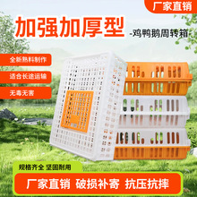 鸡笼周转箱 鸡笼子运输养殖塑料家用大号特大筐 成鸡鸭鹅鸽子兔笼