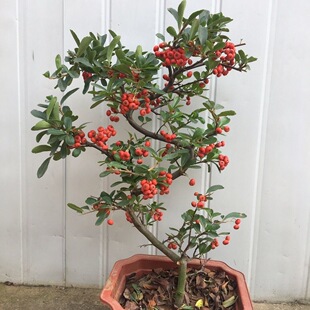 ���辰�Ϙ����Ԙ��缪�����܊�Z�M�ütֲ��͏d�̨���B���