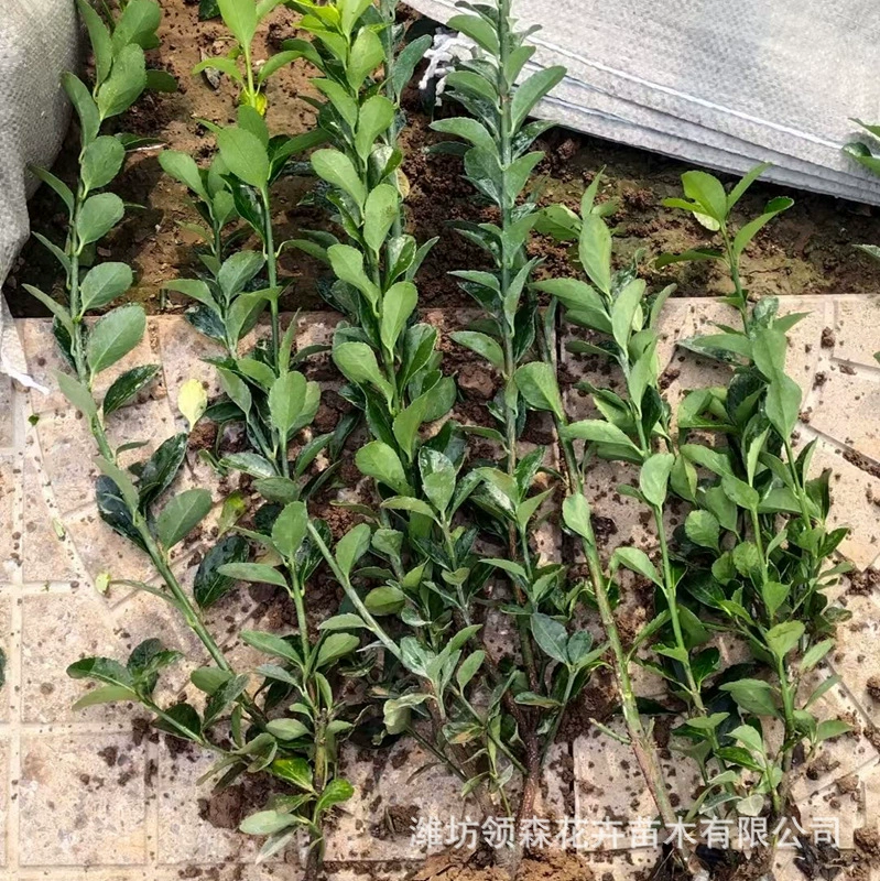 Саженцы китайской холли, деревья холли, саженцы японского самшита, деревья крупнолистного самшита, стены дворовых заборов, вечнозеленые саженцы в любое время года.