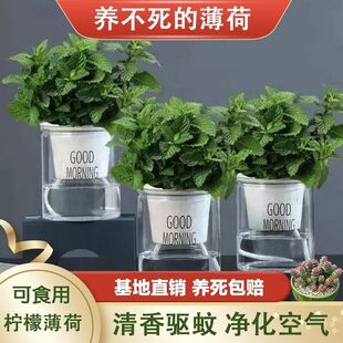 [Hot Selling] Edible Cool Lemon Mint Seedlings Potted Mosquito Repellent with Mud Hair Mint Potted Indoor Green Plants