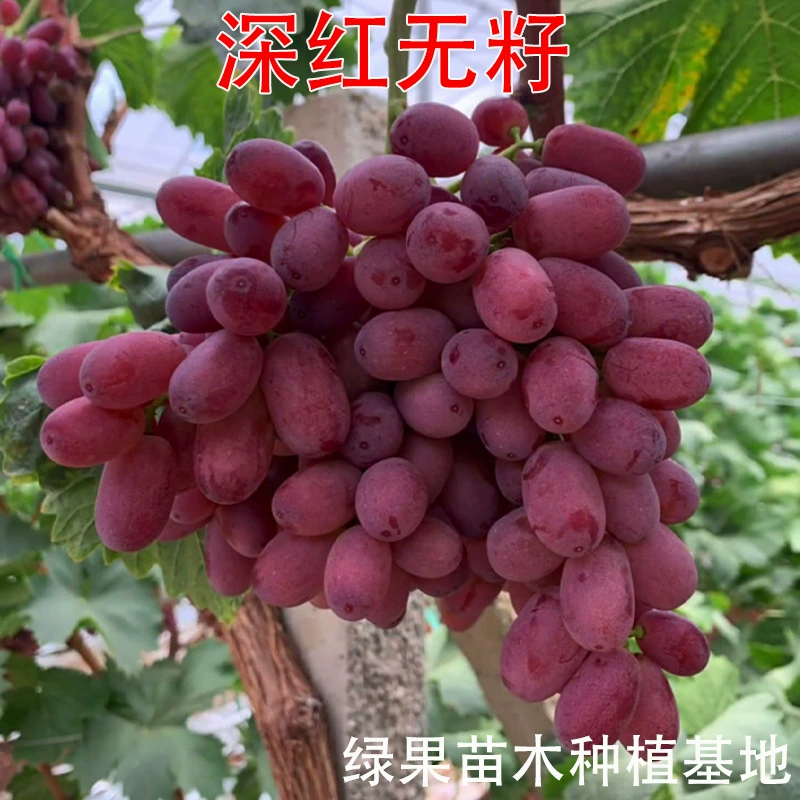Глубокие красные саженцы винограда без косточек, австралийская красота, саженцы винограда на пальцах, привитые саженцы, садовые саженцы, фруктовые саженцы