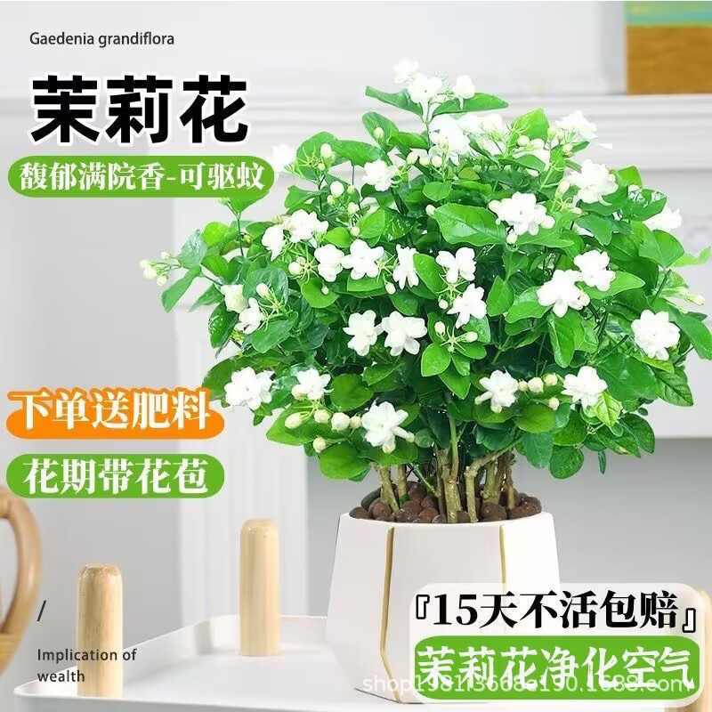 重瓣茉莉花盆栽虎头茉莉带花净化空气室内客厅绿植浓香型花卉好养