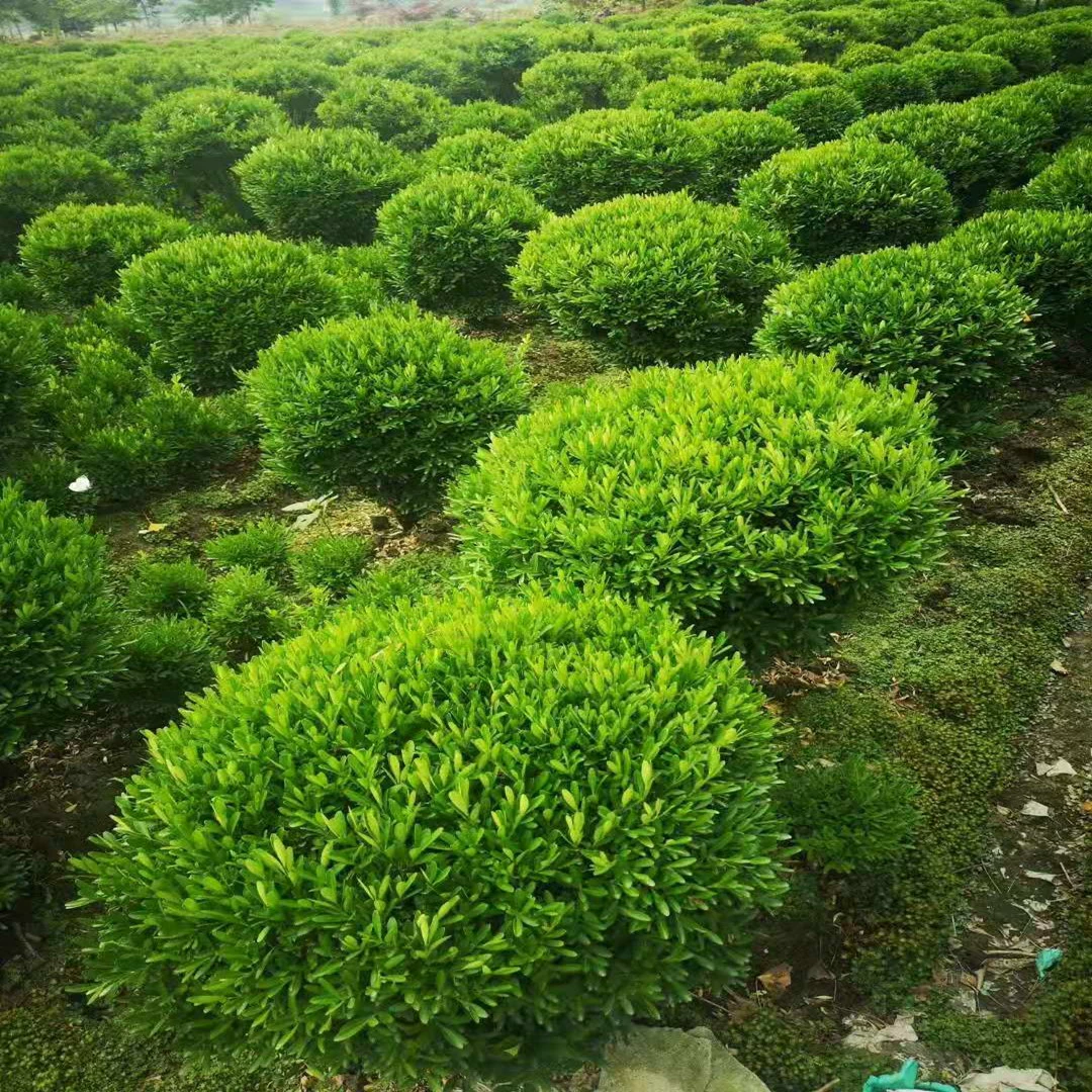 В базе продается большое количество семян дыни и тополя. Шарики тополя с мелкими листьями подходят для посадки в саду дорожного озеленения.