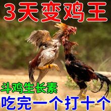 【吃完打十个】斗鸡料斗鸡饲料斗鸡丸越南鬼子斗鸡打料斗鸡王