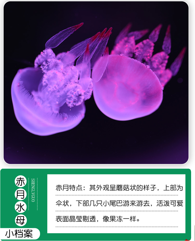 水母活物缸家养好养儿童学生桌面小动物宠物迷你懒人水族箱赤月